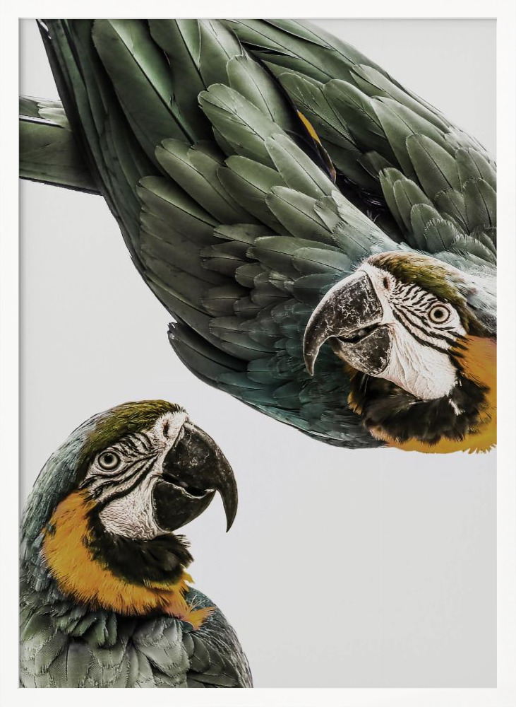 Poster - Amazonia white wood poster frame