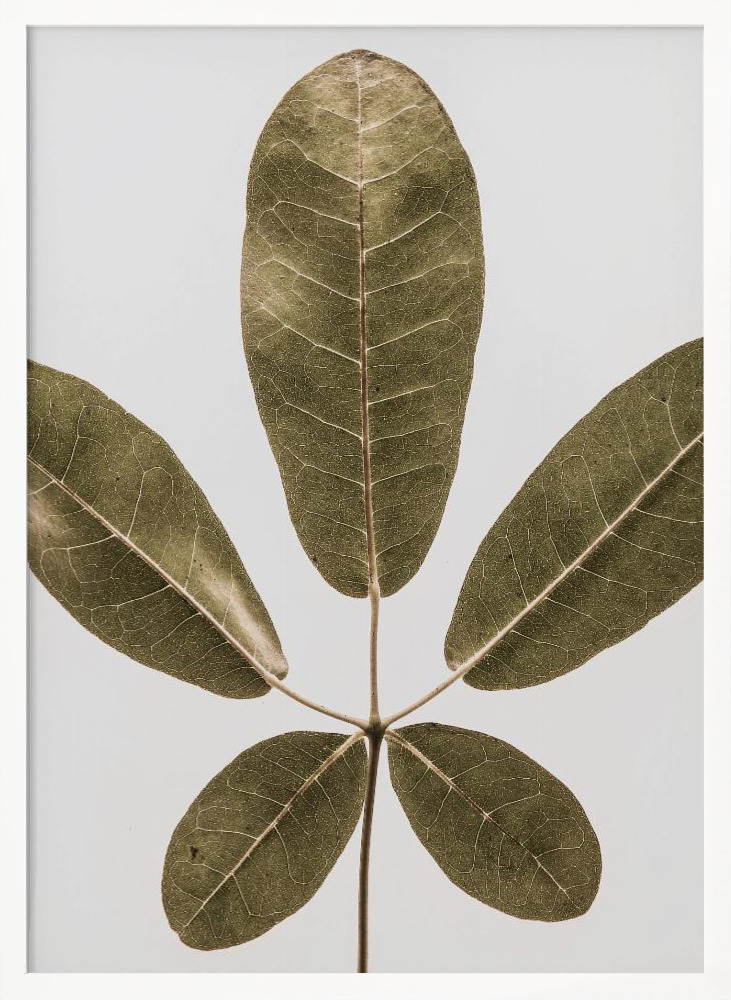 Poster - Autum Leaf white wood poster frame