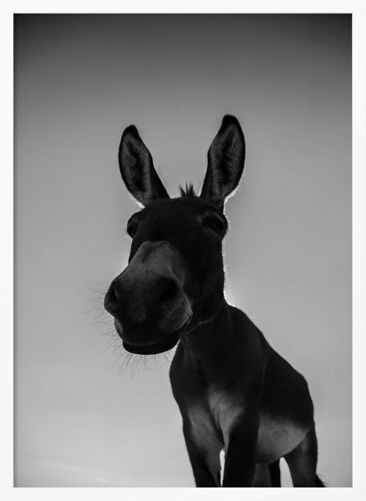 Poster - Donks white wood poster frame