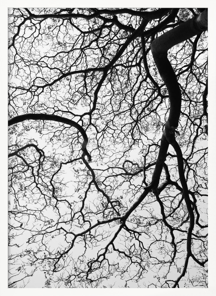Affiche - Durban Forest cadre de poster en bois blanc