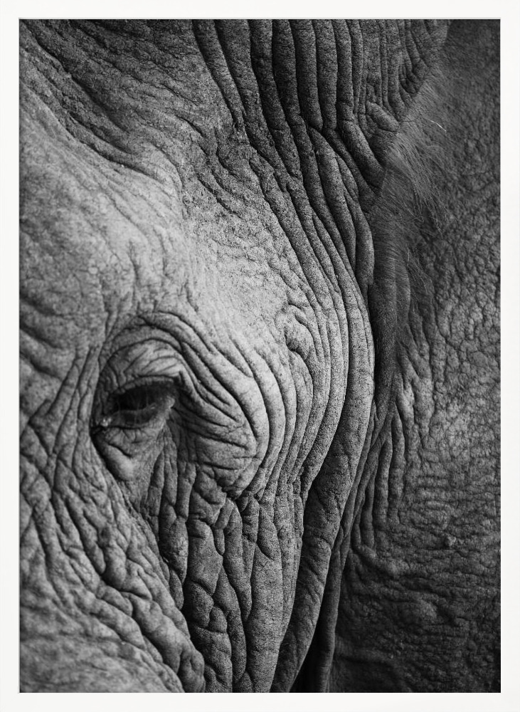 Poster - Elephant Study white wood poster frame