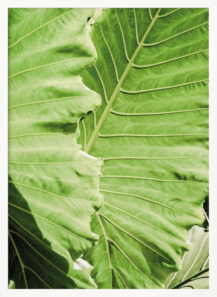 Poster - Elephants Ears white wood poster frame