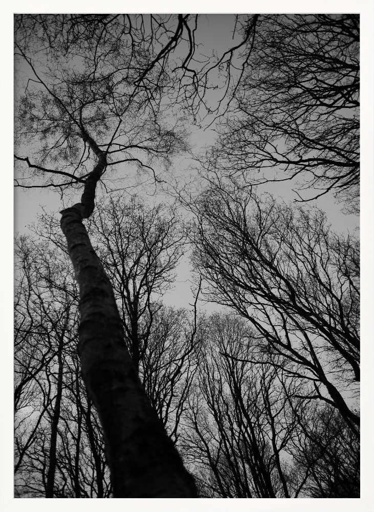 Affiche - Everglades cadre de poster en bois blanc