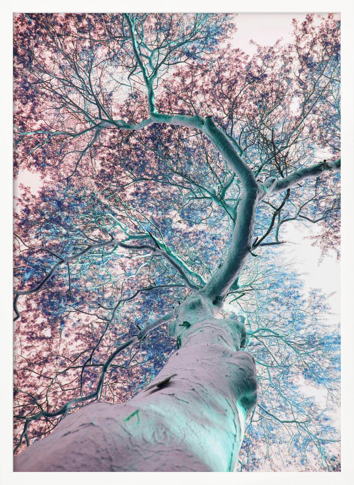 Poster - Fever Tree white wood poster frame