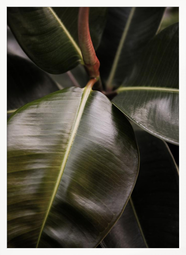 Poster - Ficus Bubu white wood poster frame