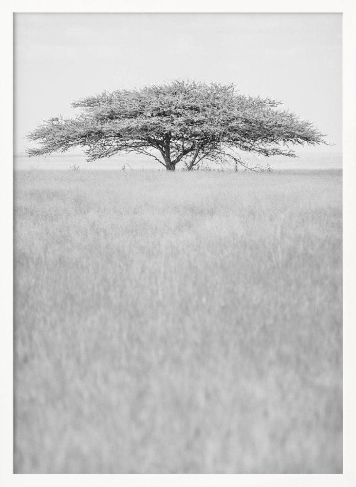 Affiche - Flat Crown cadre de poster en bois blanc