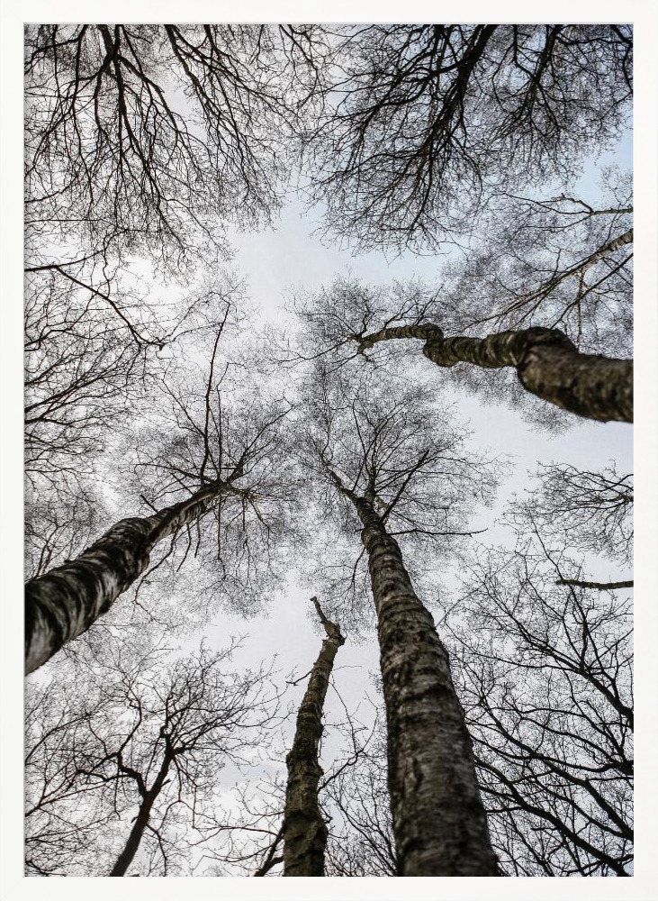 Affiche - Forest No1 cadre de poster en bois blanc