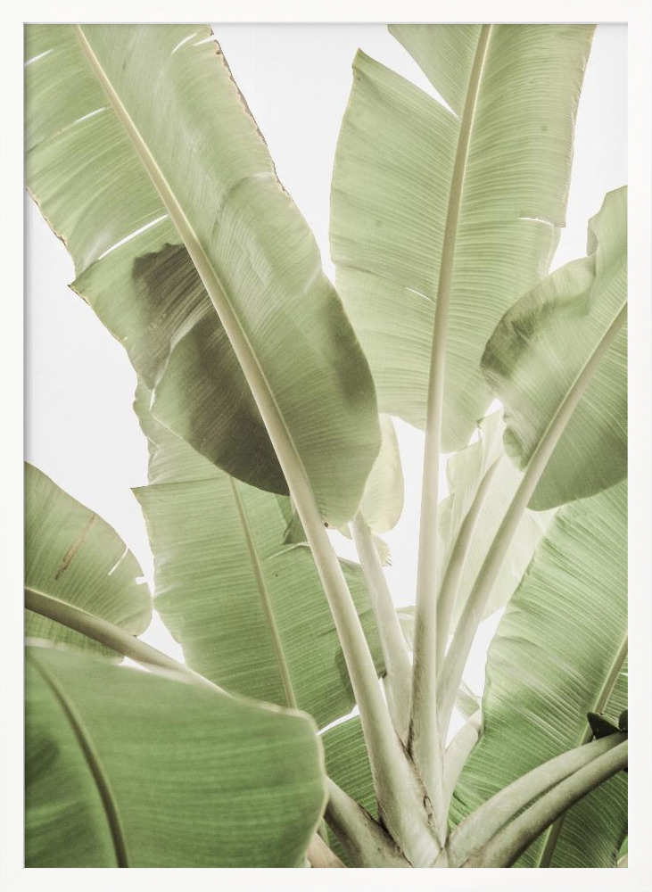 Poster - Full Bloom white wood poster frame