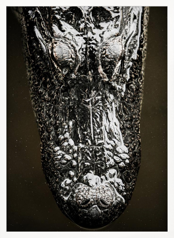 Poster - Gator white wood poster frame