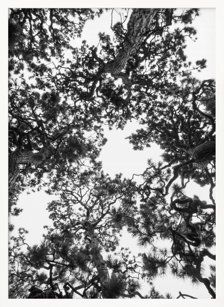 Poster - Japanese Garden 04 white wood poster frame