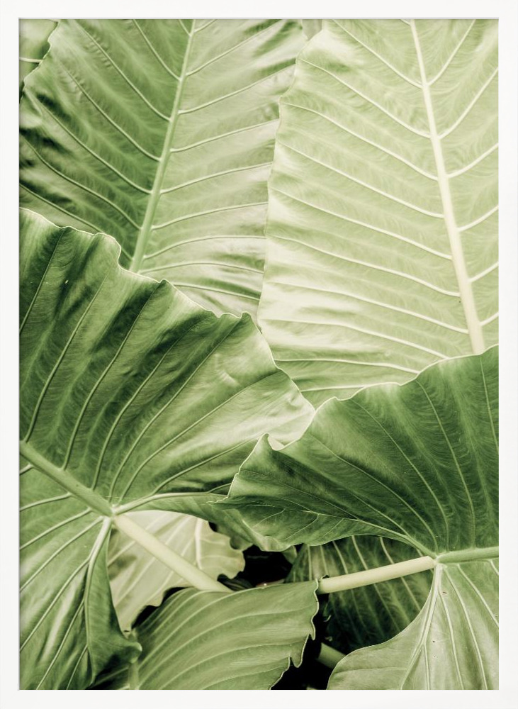 Poster - Jungle Fever white wood poster frame