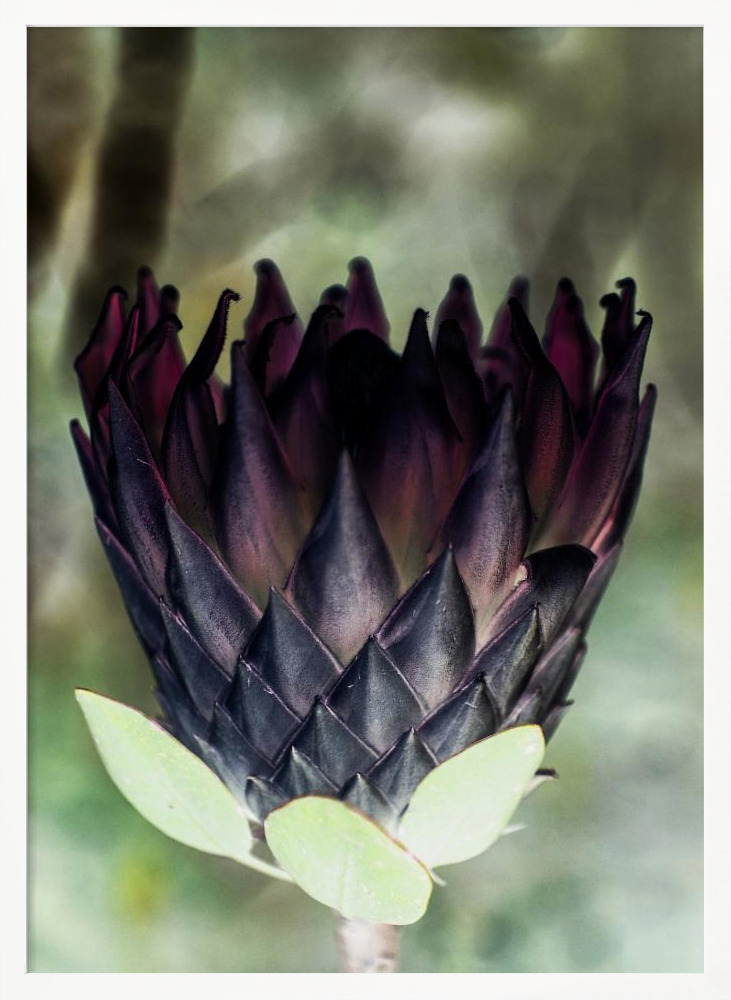 Poster - King Protea 01 white wood poster frame