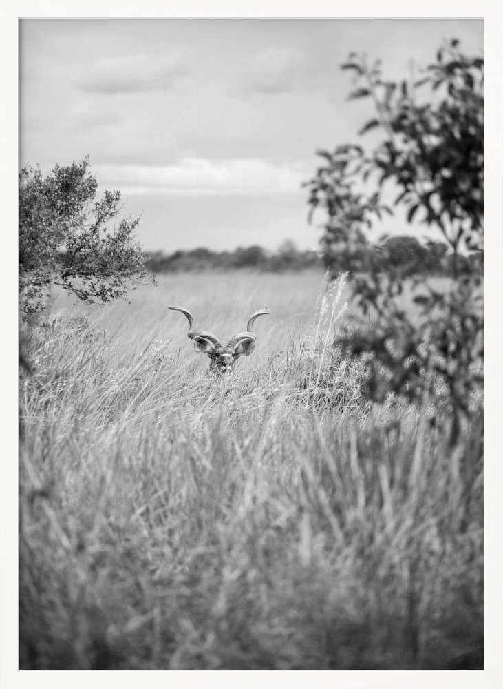 Affiche - Kudu cadre de poster en bois blanc