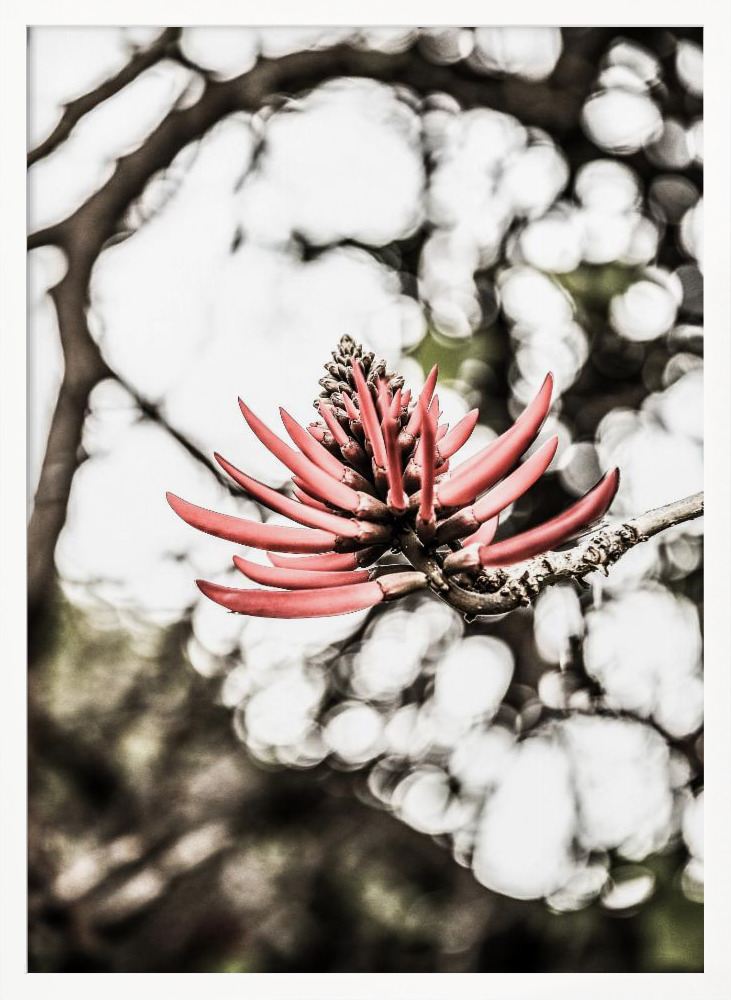 Poster - La Coral white wood poster frame