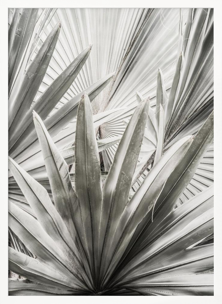 Poster - Lala Palm white wood poster frame