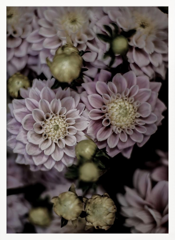 Poster - Lilium white wood poster frame