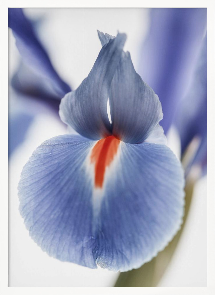 Poster - Lilly white wood poster frame