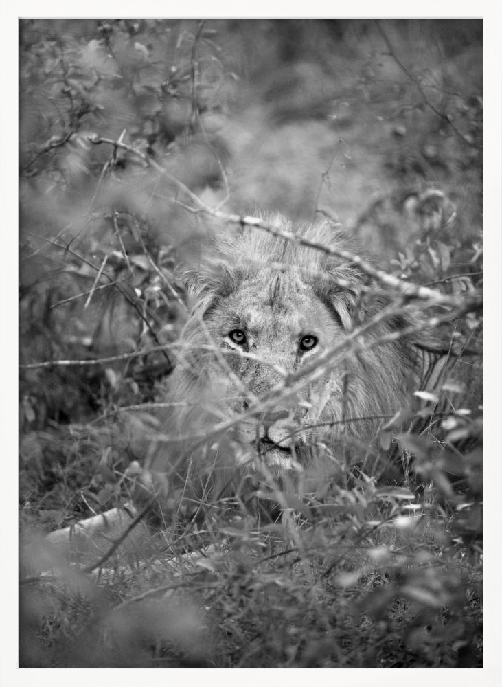 Poster - Lion white wood poster frame