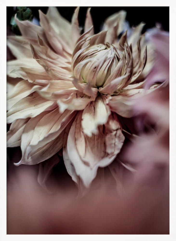 Poster - Morning Glory white wood poster frame