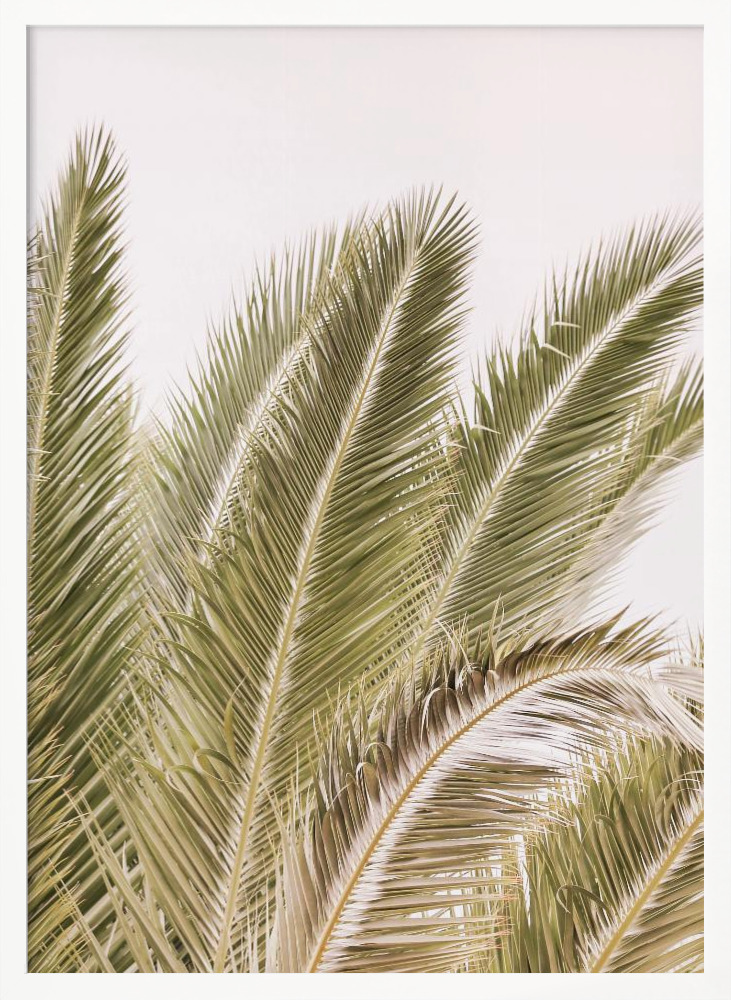 Poster - Oasis Palm 01 Oa 01 posterframe wit hout