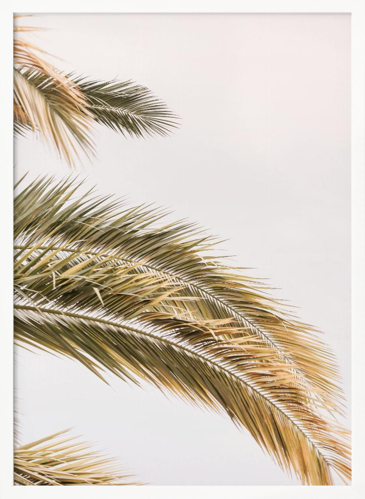 Poster - Oasis Palm 02jpg white wood poster frame