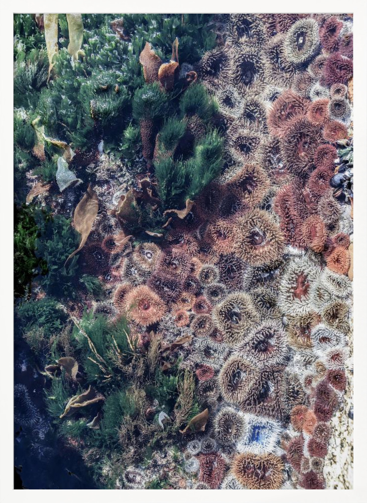 Poster - Ocean Curiosities white wood poster frame