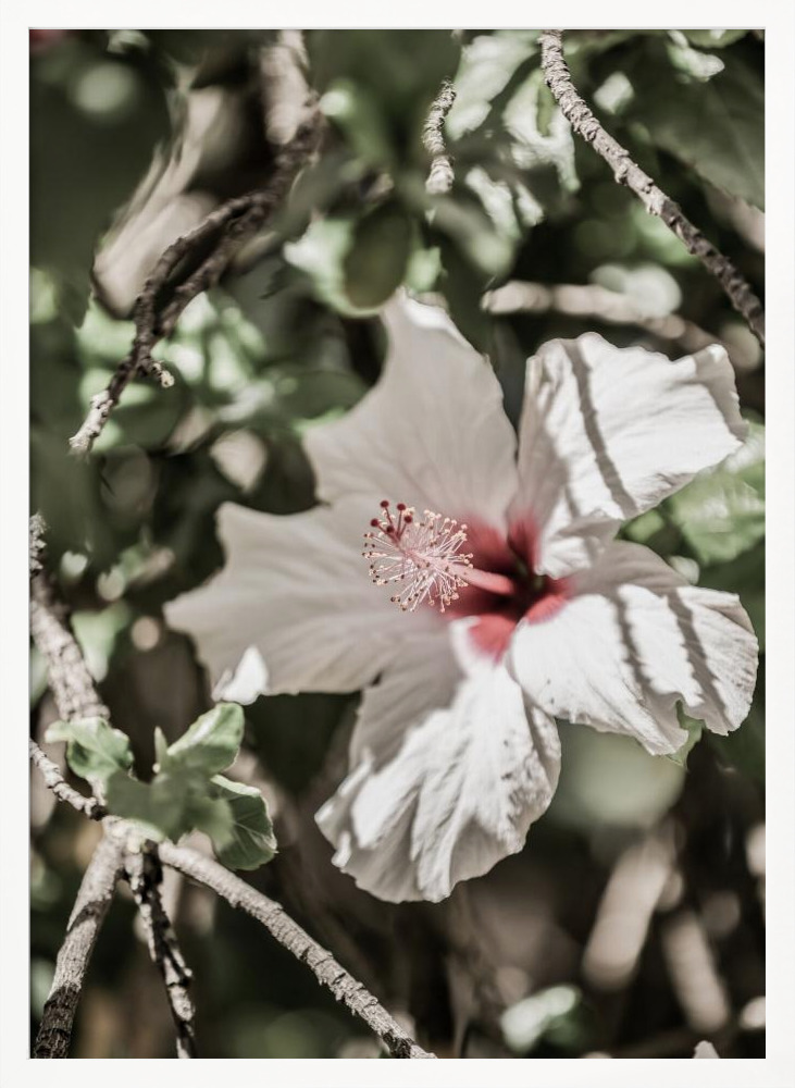 Poster - Pale Pink Hibiscus white wood poster frame