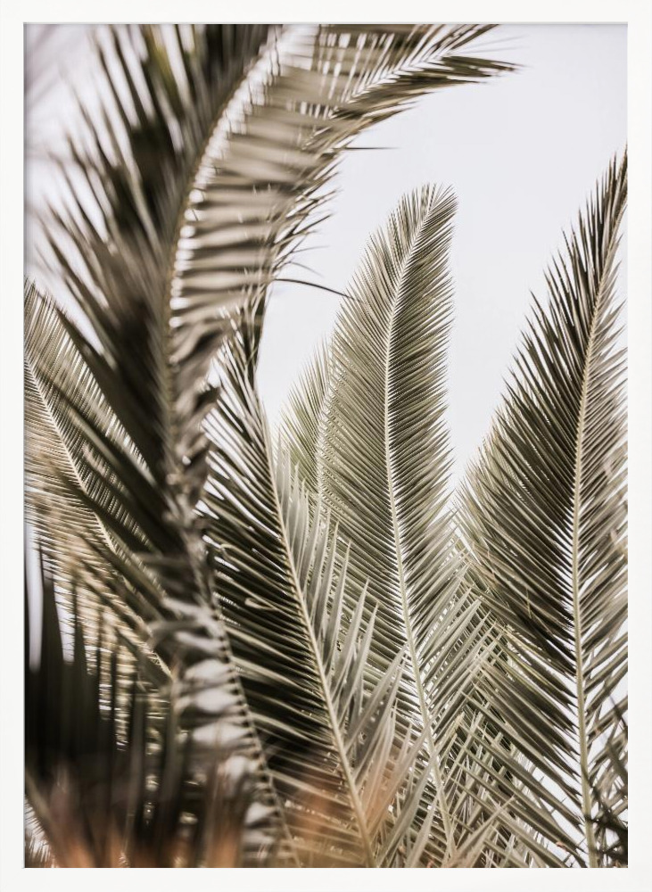 Poster - Palm Love white wood poster frame