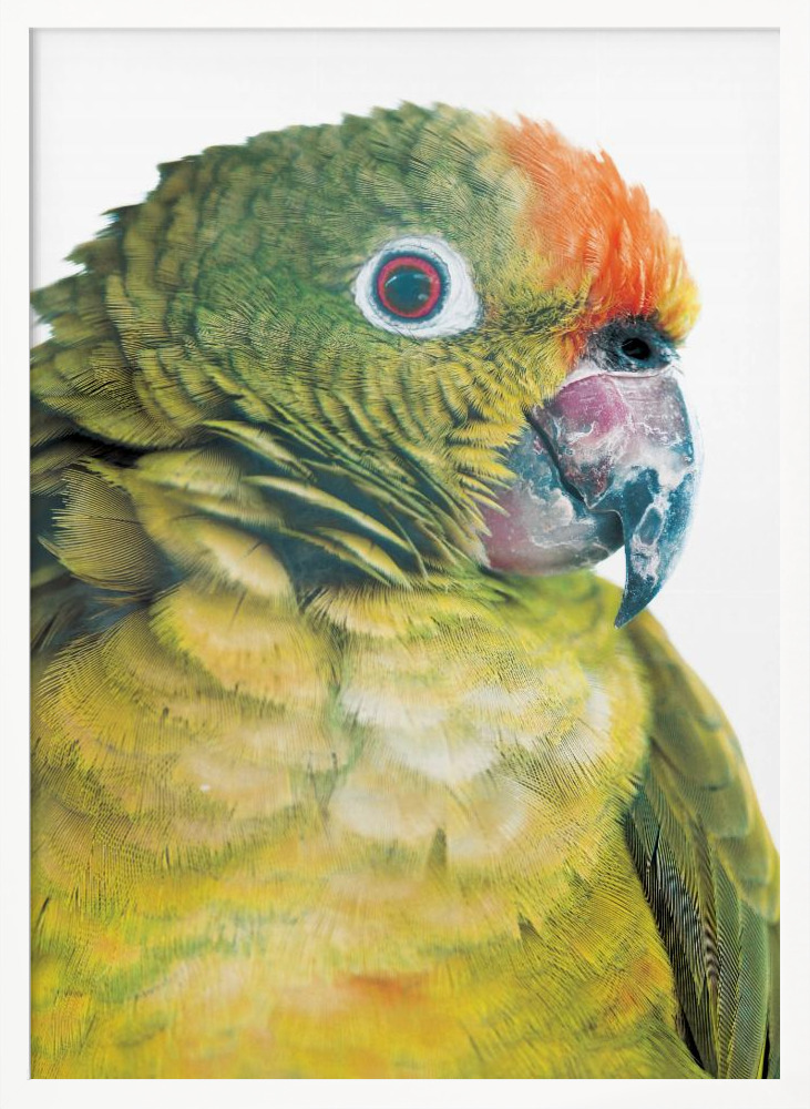 Poster - Parrot white wood poster frame