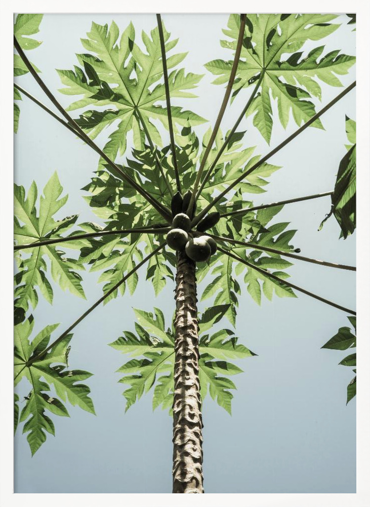 Poster - Paw Paw white wood poster frame