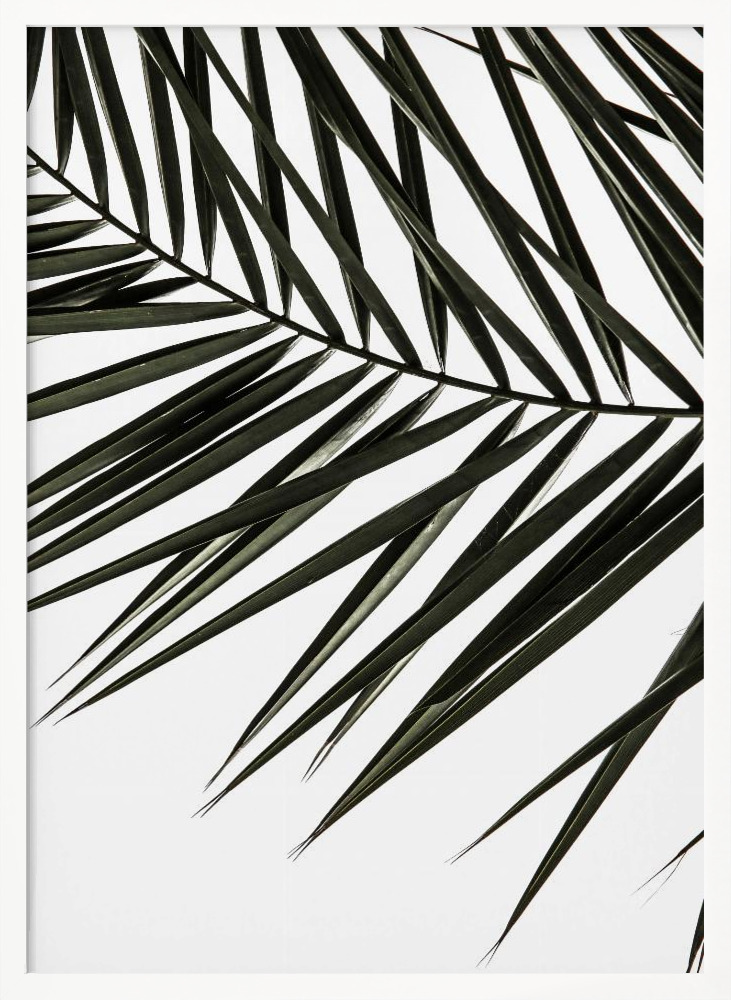Poster - Phoenix Frond white wood poster frame