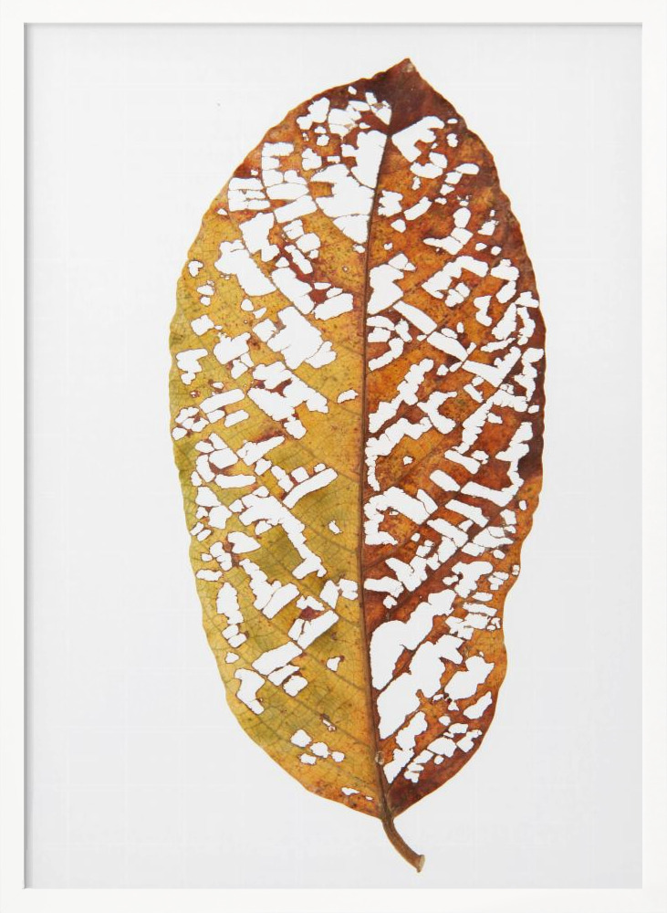 Poster - Rainforst Leaf 02 white wood poster frame