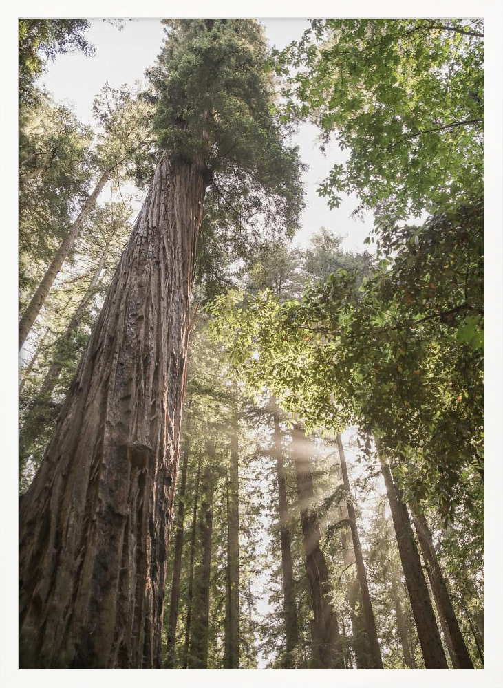 Poster - Redwoods white wood poster frame
