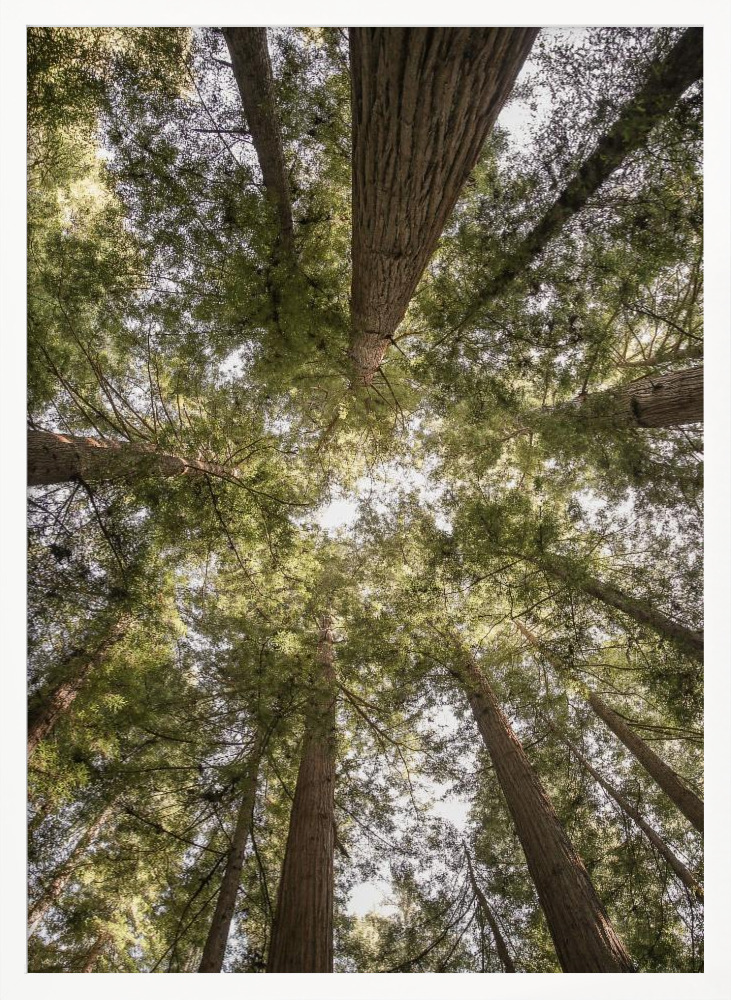 Poster - Reedwood Forest white wood poster frame