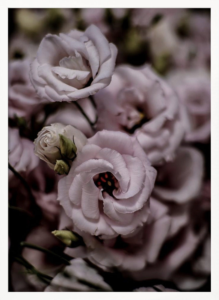 Poster - Rosa white wood poster frame
