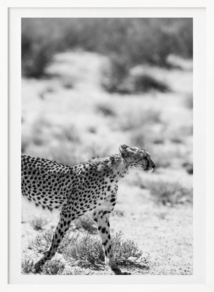 Poster - Safari Katjpg white wood poster frame