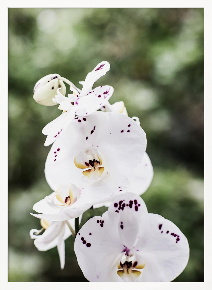 Poster - Spring Blooms white wood poster frame