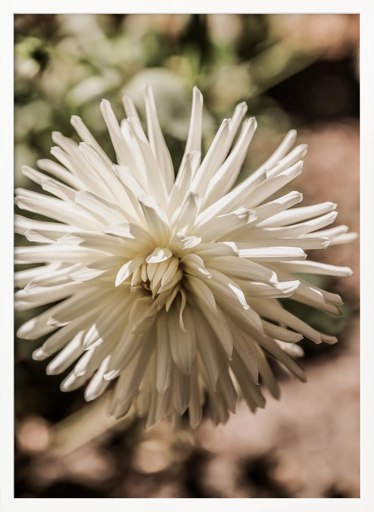 Poster - Summer Bloom white wood poster frame