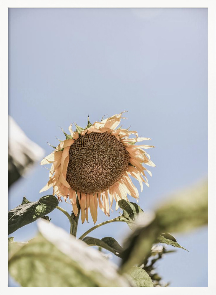 Affiche - Sun Bloom cadre de poster en bois blanc