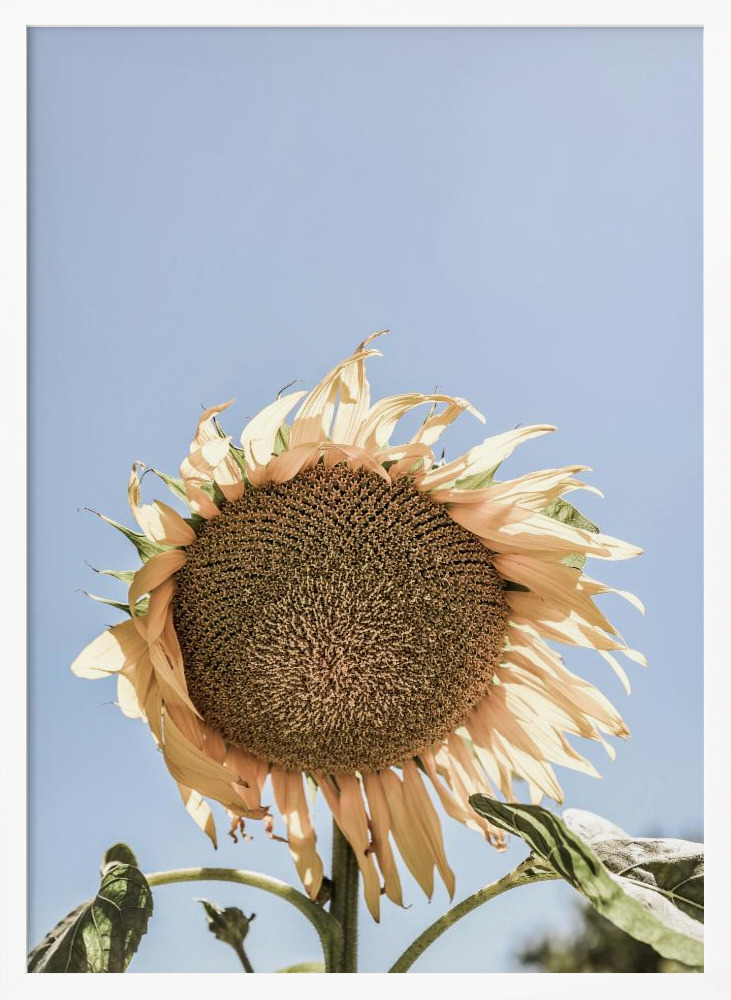 Affiche - Sunny Bloom cadre de poster en bois blanc