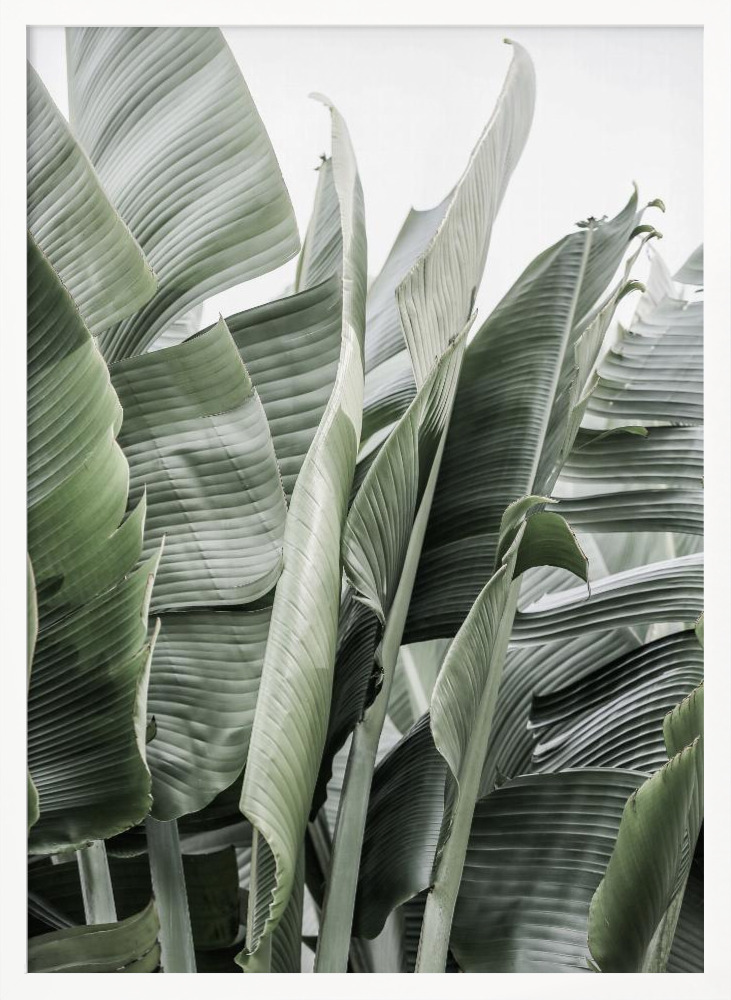 Poster - Wild Bannna white wood poster frame
