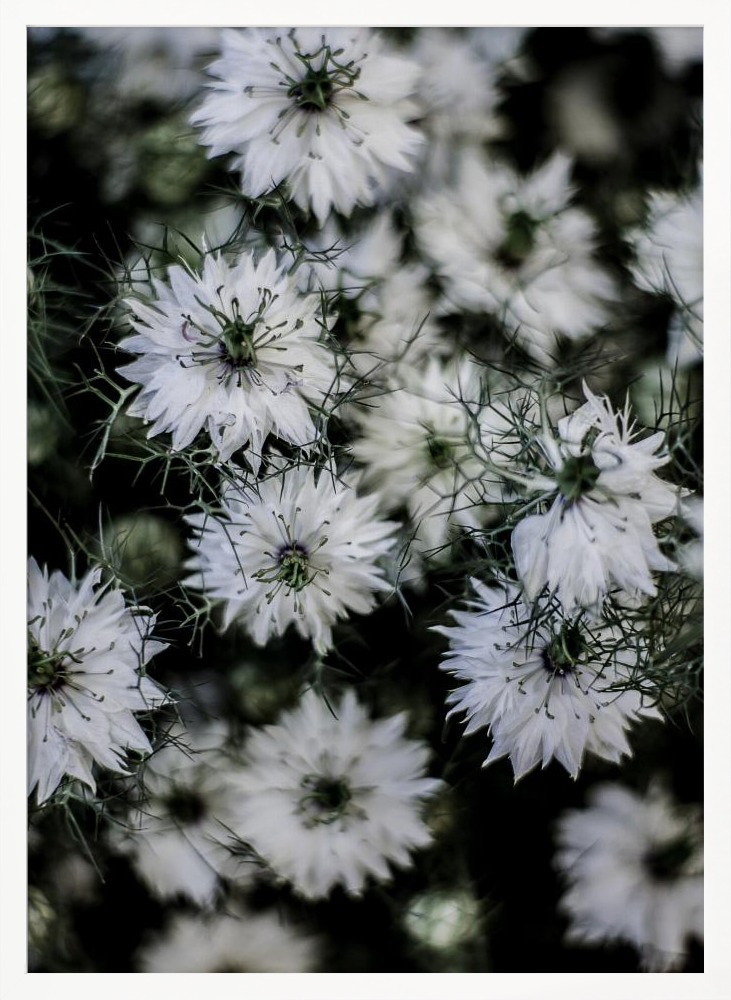 Poster - Wild Daisey white wood poster frame