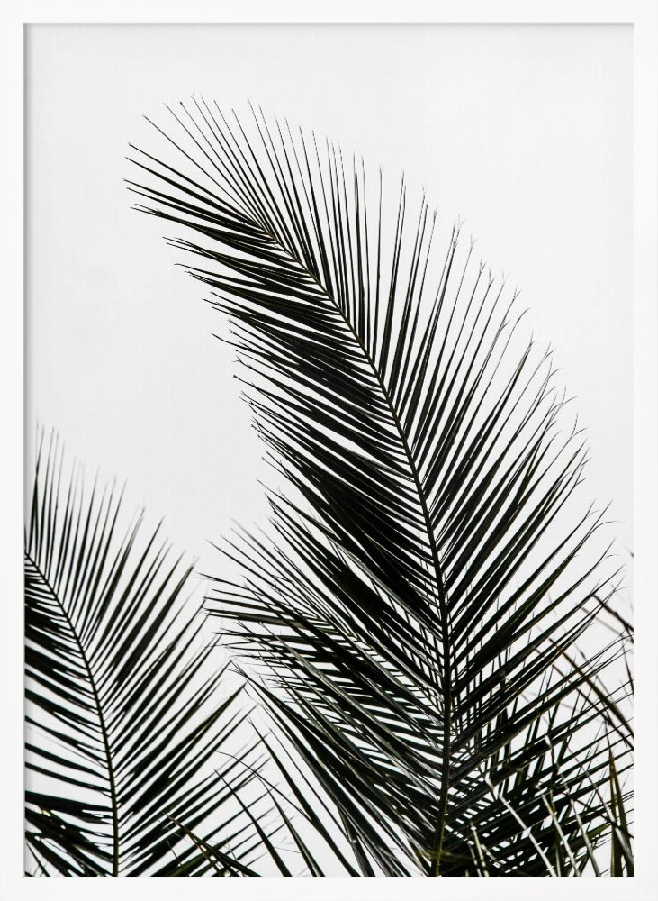 Poster - Palm Leaves 1 white wood poster frame