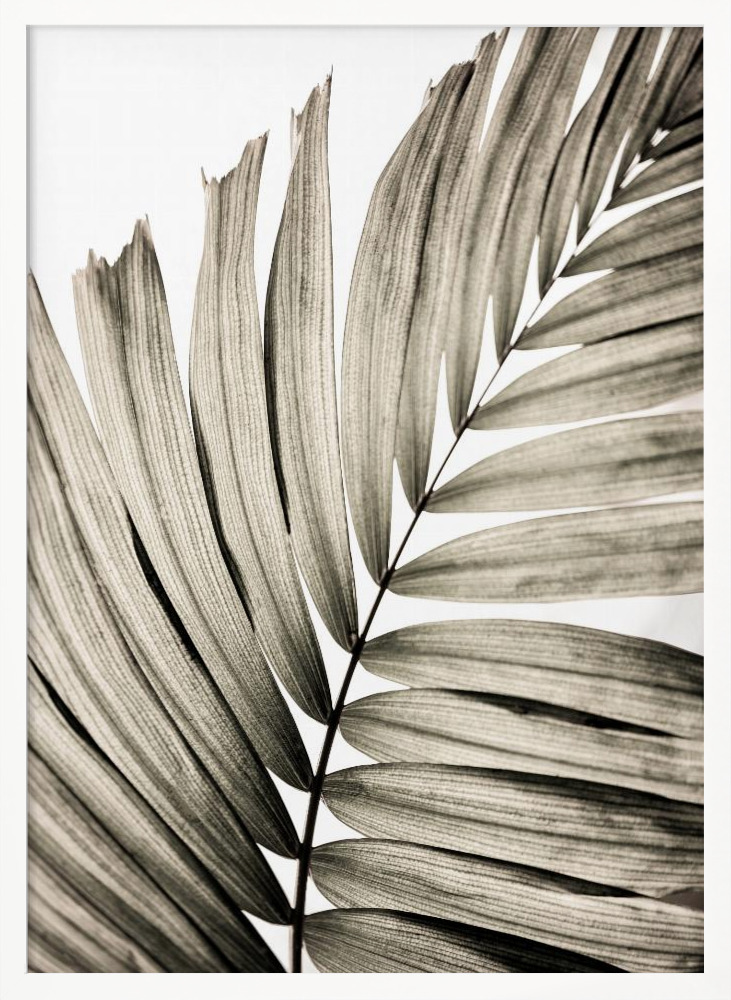 Poster - Palm Leaves 22 white wood poster frame