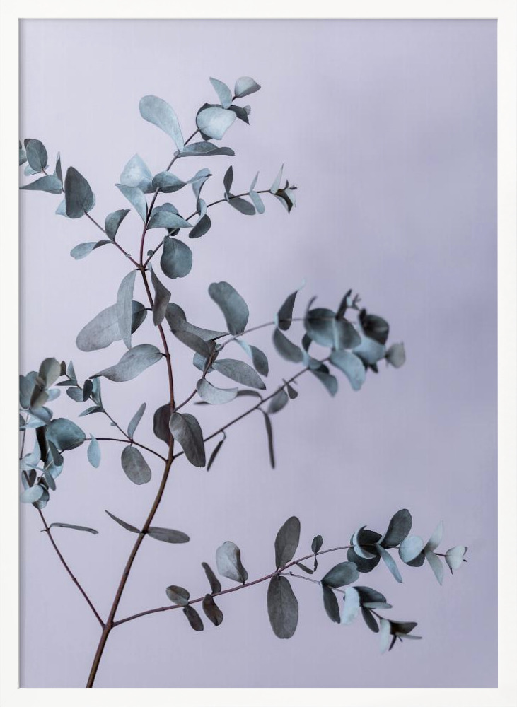 Poster - Eucalyptus 13 white wood poster frame