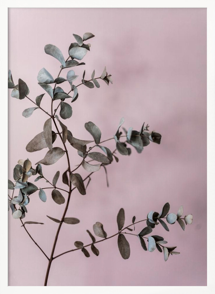 Poster - Eucalyptus 12 white wood poster frame