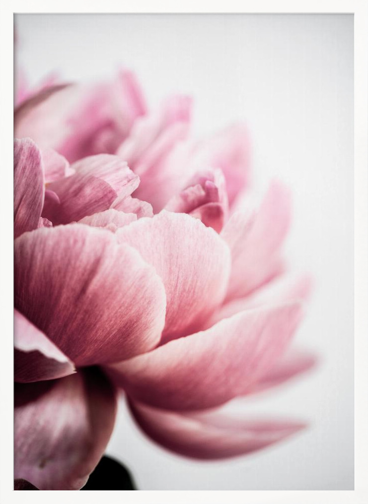 Poster - Peony 1 white wood poster frame