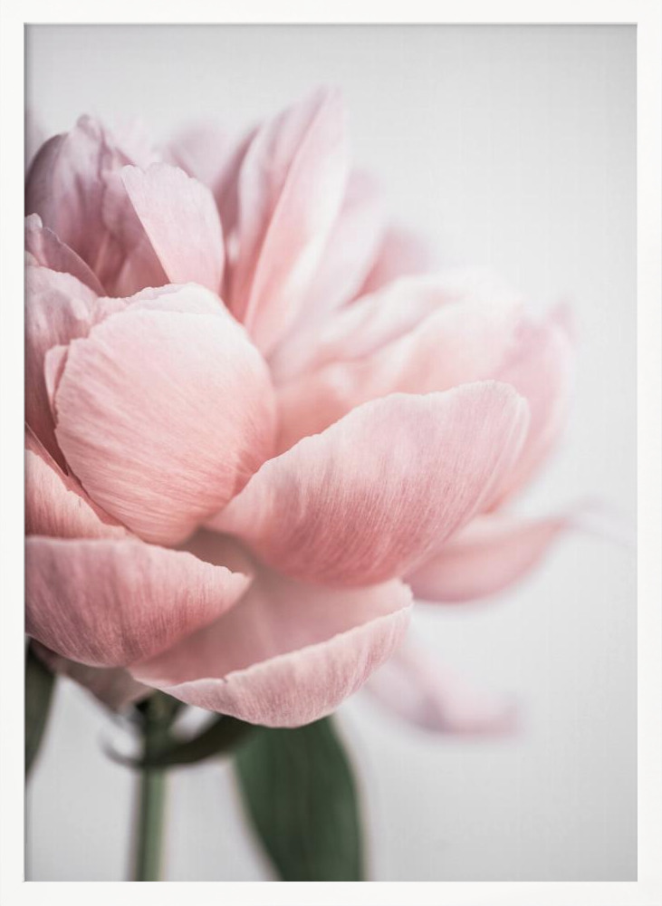 Plakat - Peony 3 ramka na plakat z białego drewna