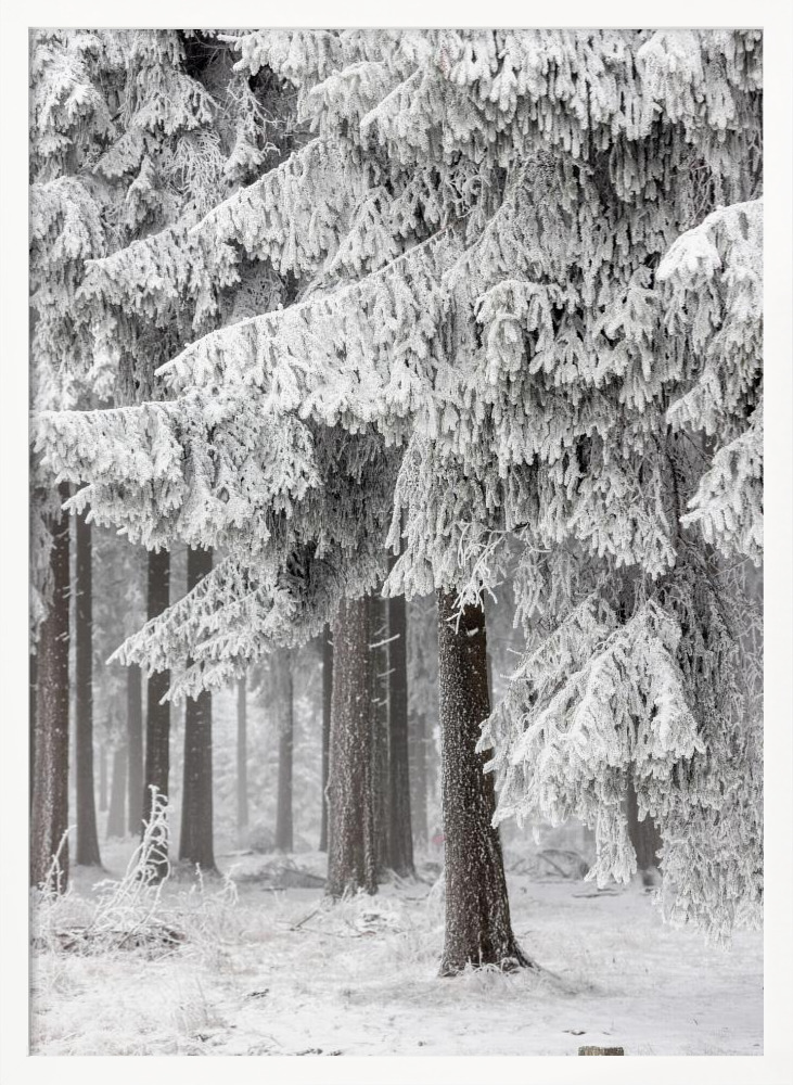 Affiche - Winter Forest 2 cadre de poster en bois blanc