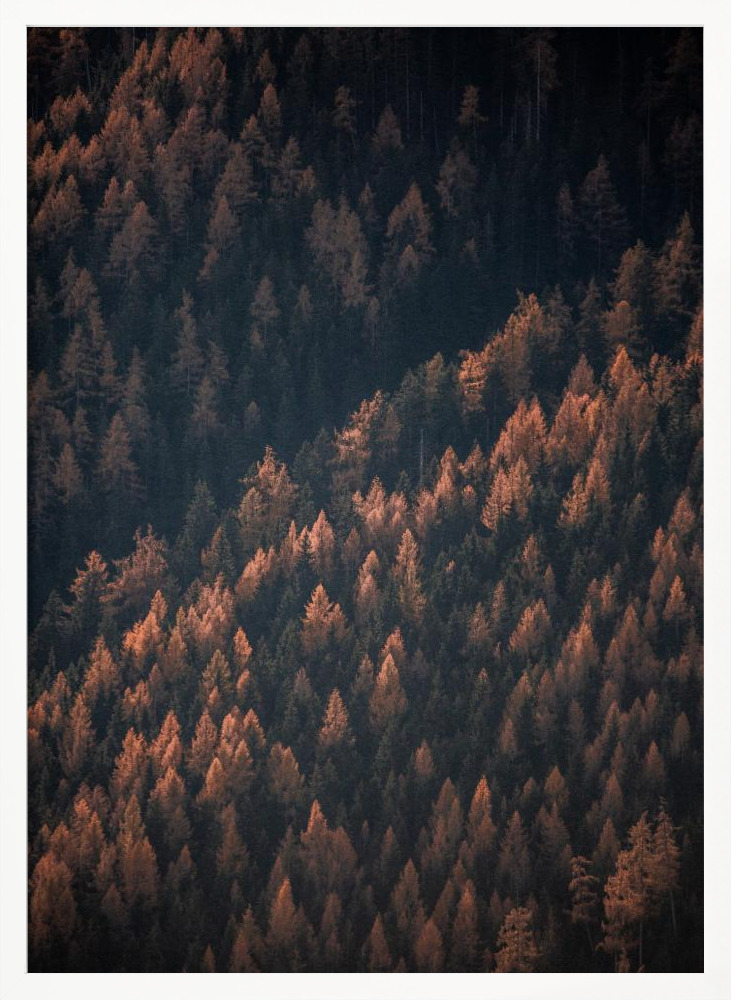 Poster - Autumn Woods 2 white wood poster frame
